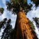 Ekosistem Terbaik Pohon Sequoia